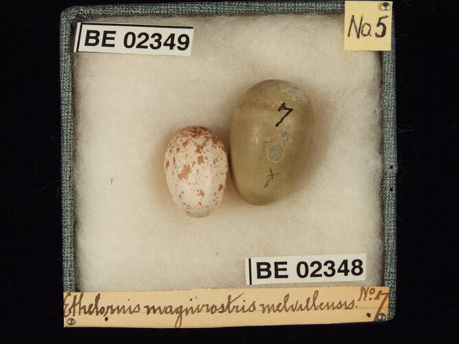 Two bird eggs with specimen labels in box.