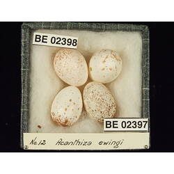 <em>Acanthiza ewingii ewingii</em>