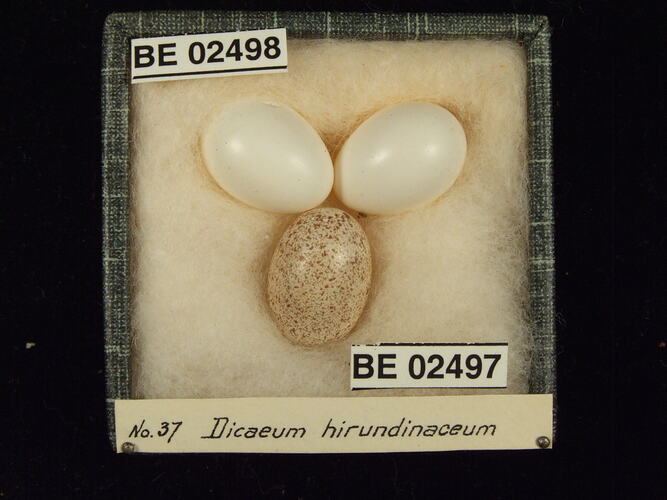 Three bird eggs with specimen labels in box.