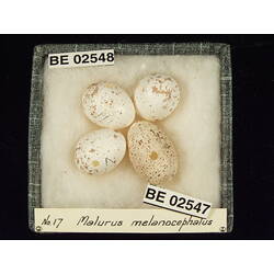 <em>Malurus melanocephalus cruentatus</em>