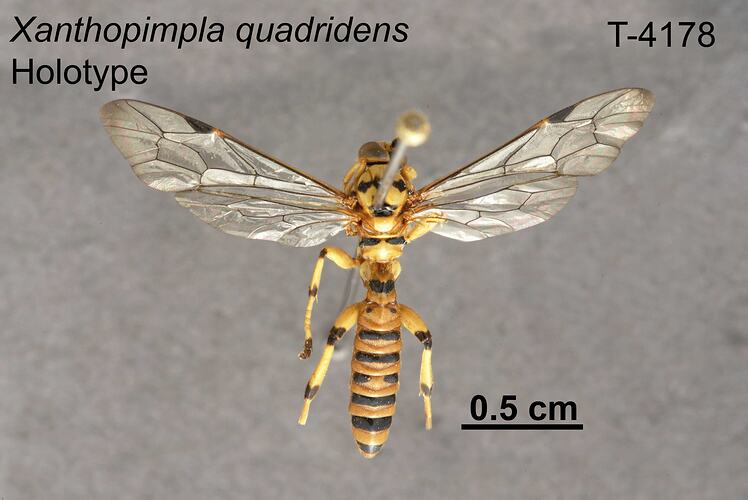 Ichneumon wasp specimen, dorsal view.