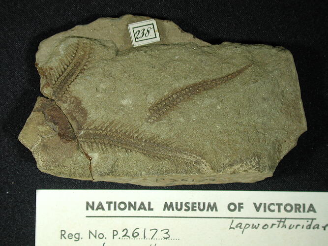 <em>Lapworthura miltoni</em>, fossil echinoderm.  Registration no. P 26173.