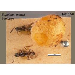 Parasitic wasp specimen, female, dorsal view.
