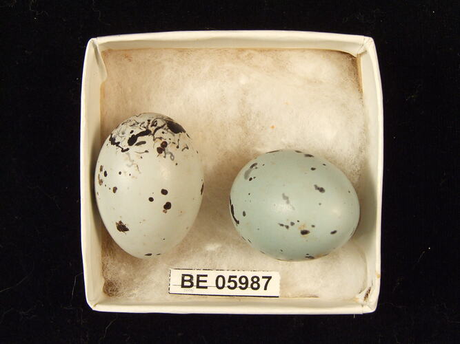 Two bird eggs with specimen label in box.