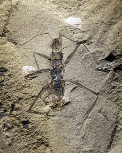 Fossil insect on a rock slab.