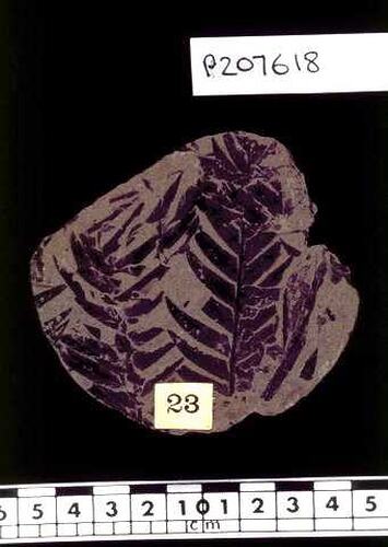 Cladophlebis australis, fossil fern. Registration no. P 207618.