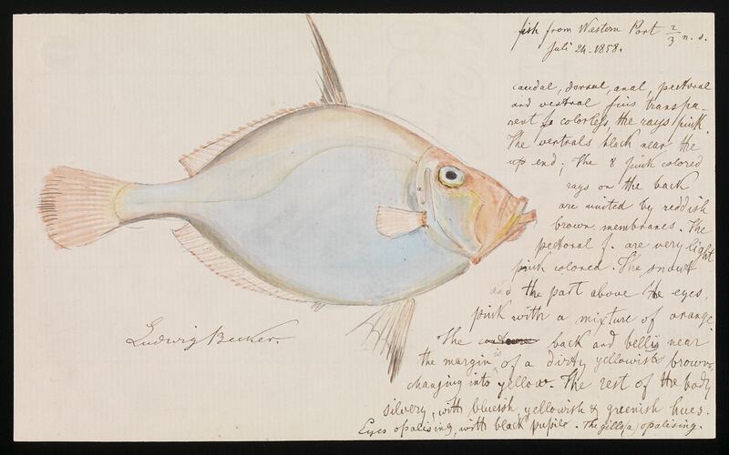 Scientific illustration and notes about a fish, the silver dory.
