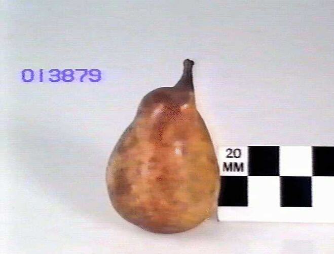 Pear Model - Beurre Hardy, Hawthorn, Victoria, 1875