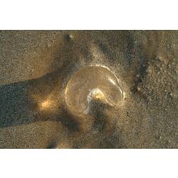 Clear jelly-like crescent on sand.