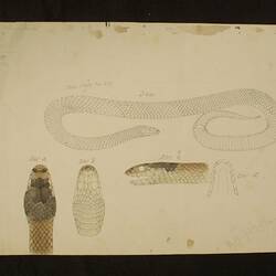 Little Whip Snake, Suta flagellum. Drawing.