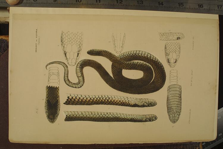 Lowland Copperhead Snake, Austrelaps superbus