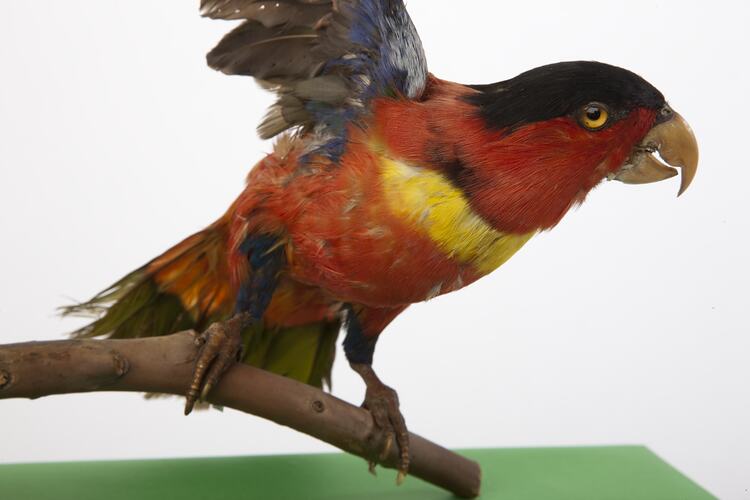 <em>Lorius chlorocercus</em>, Yellow-bibbed Lory, mount.  Registration no. 57583.