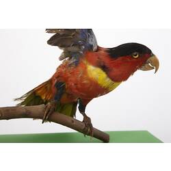 <em>Lorius chlorocercus</em>, Yellow-bibbed Lory, mount.  Registration no. 57583.