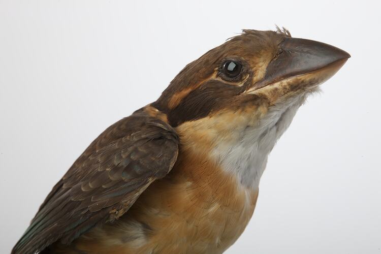 <em>Clytoceyx rex rex</em>, Shovel-billed Kookaburra, mount.  Registration no. 57342.