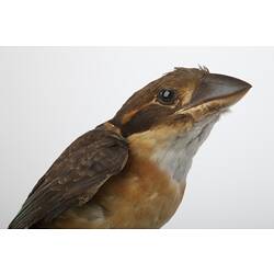 <em>Clytoceyx rex rex</em>, Shovel-billed Kookaburra, mount.  Registration no. 57342.