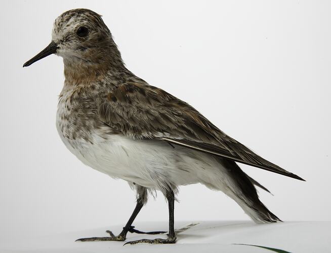 <em>Calidris ruficollis</em>, Red-necked Stint, mount.  Registration no. B 32988.