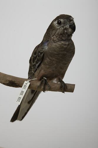 <em>Neopsephotus bourkii</em>, Bourke's Parrot, mount.  Registration no. B 32883.