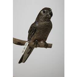 <em>Neopsephotus bourkii</em>, Bourke's Parrot, mount.  Registration no. B 32883.