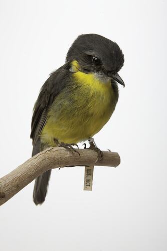 Front view of yellow-breasted bird specimen mounted on branch.