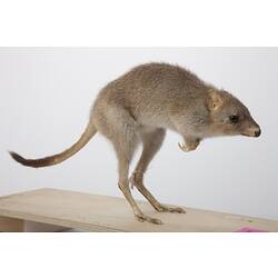 Mounted Southern Bettong specimen.