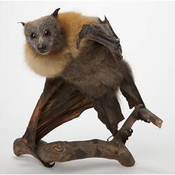 <em>Pteropus poliocephalus</em>, Grey-headed Flying-fox, mounted specimen. Registration no. C 30468.
