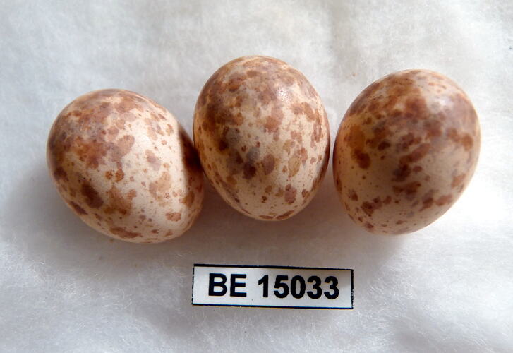 Three bird eggs with specimen label.