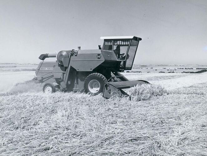 Man driving a harvester fitted with crop lifters and straw spreader in down crop.