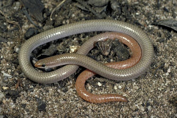 A Red-tailed Worm-lizard in leaf litter.