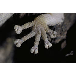 The underside of a Marbled Gecko's foot.