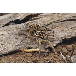 A Wolf Spider crawling across bark.