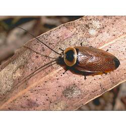 A Native Cockroach on a brown leaf.