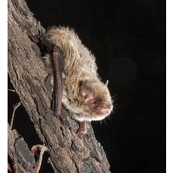 A Little Forest Bat on the side of a tree branch.
