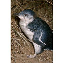 A Little Penguin standing on sand.