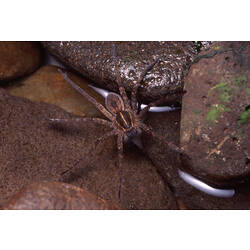 A Water Spider walking across stones.