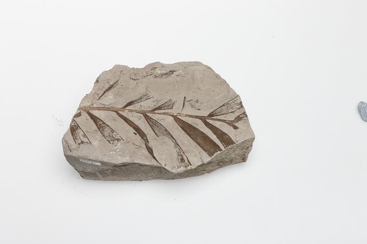 Fossil plant on cream-coloured rock.
