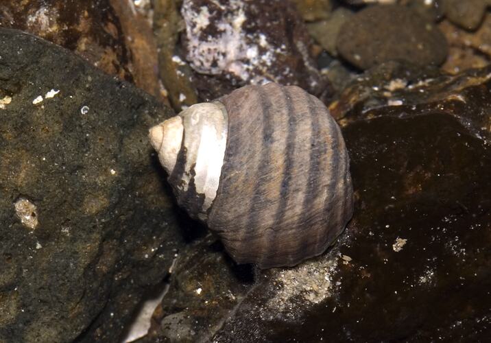 A Ribbed Top Shell attached to a rock.