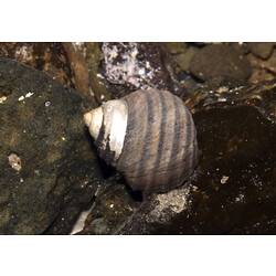 <em>Austrocochlea constricta</em> (Lamarck, 1822), Ribbed Top Shell