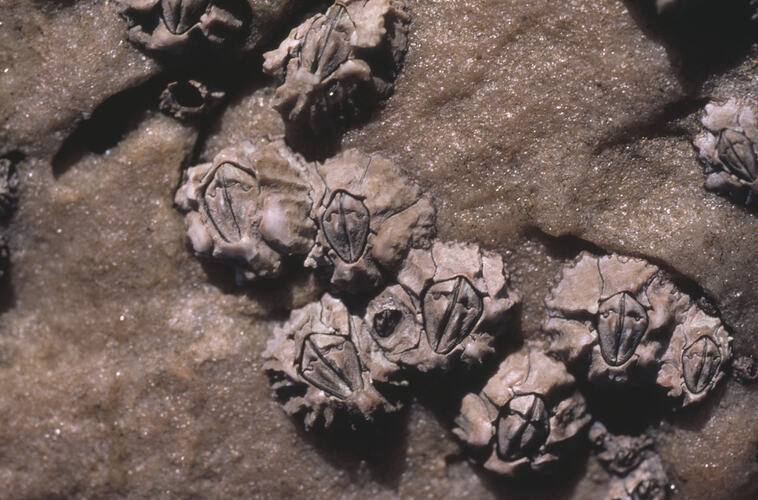 Cluster of Six-plated Barnacles exposed on rock