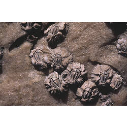 Cluster of Six-plated Barnacles exposed on rock