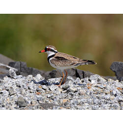 A Black-fronted Dotterel standing on gravel pebbles.