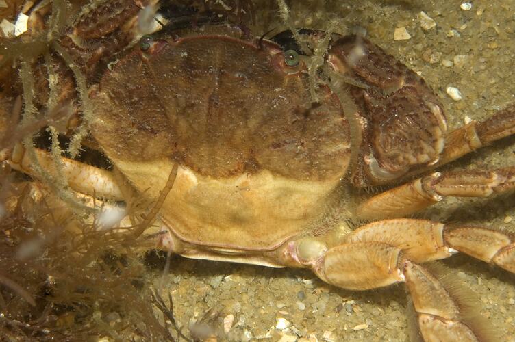 Rough Rock Crab on sandy sea bottom