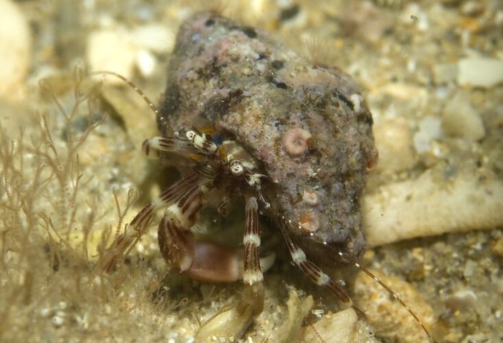 Clarrie's Hermit Crab on sand.