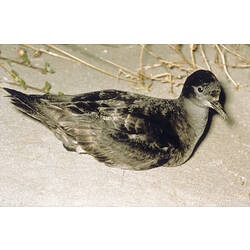 A bird, the Short-tailed Shearwater, sitting on sand.