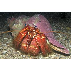Stridulating Hermit Crab on pebbly seabed