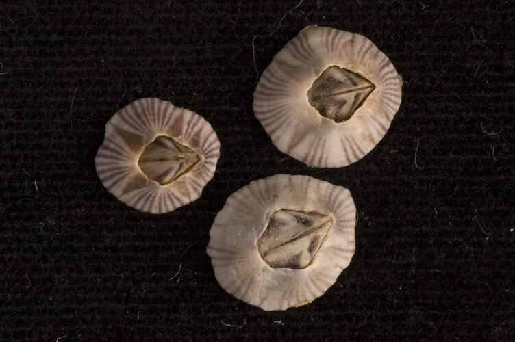 Three striped barnacles against black background