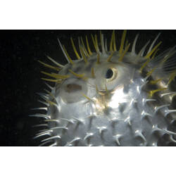 A Globefish, puffed-up revealing spines.