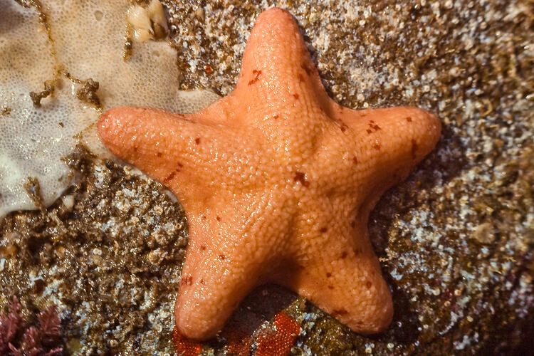 Speckled orange seastar on rock.