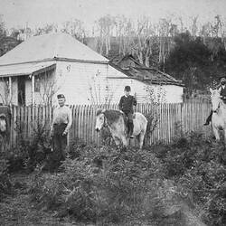 Negative - McIntyre's Cottage, Glenaladale District, Victoria, circa 1895