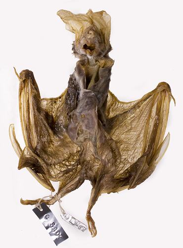 Spirit preserved bat specimen with labels.