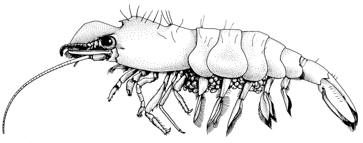 Black and white illustration of Blade-fronted Shrimp.